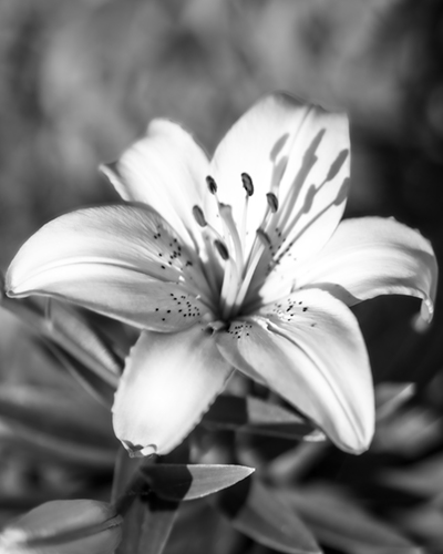 Black and White Beach